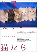 五十川満 写真展「世界一美しい猫たち」チラシ画像